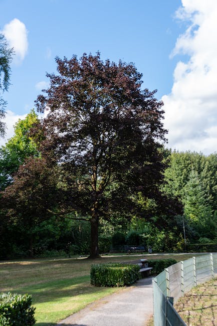 A large deciduous tree with dark reddish-brown leaves standing prominently in a park setting under a partly cloudy sky. The tree is situated on a grassy area adjacent to a concrete pathway that runs through the park. Nearby, there is a small, neatly trimmed hedge and a wooden park bench positioned close to the pathway. To the right, a light-colored metal fence borders a cultivated flower bed. In the background, dense green foliage and trees extend into the distance, creating a lush, natural environment. The scene is well-lit by natural sunlight, highlighting the vibrant colors of the leaves and grass. The setting appears calm and suitable for outdoor activities, with visibility of park features indicating accessibility and a well-maintained area. This image could be used in content related to park visits or outdoor residential areas near Fryent Country Park, supporting themes of home relocation and outdoor surroundings in house removal services provided by Man with Van Kingsbury.